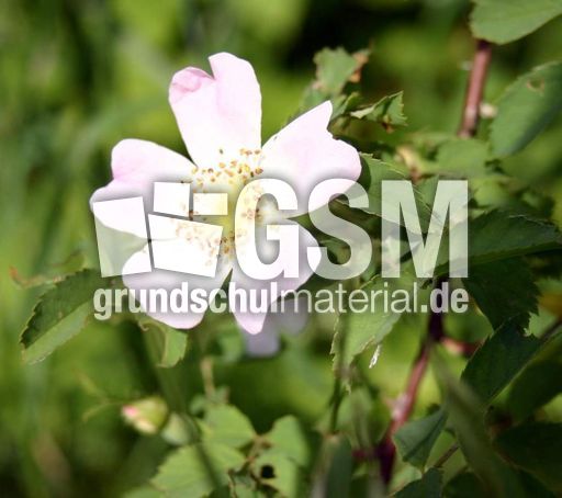 Heckenrose-2.jpg